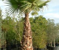 1322328879 washingtonia robusta 1