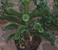 araucaria