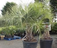 butia capitata 