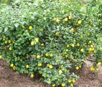 citrus limon1